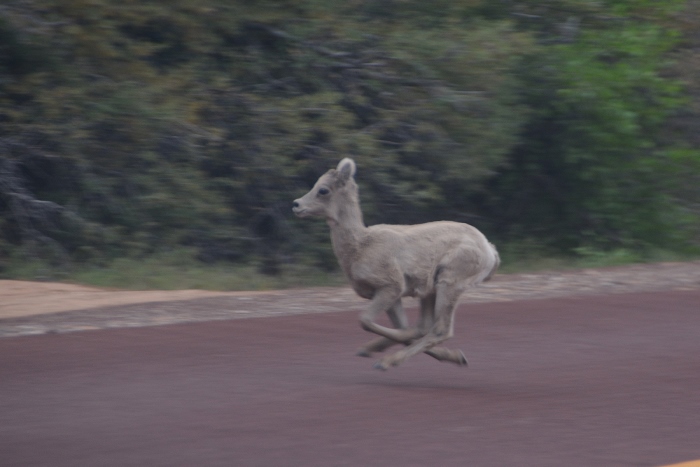 baby big horn sheep jaunts across the highway